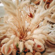 Bouquet de plumeaux Lagurus crème