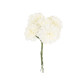 6 Hortensias Ivoire et Vert sur Tige